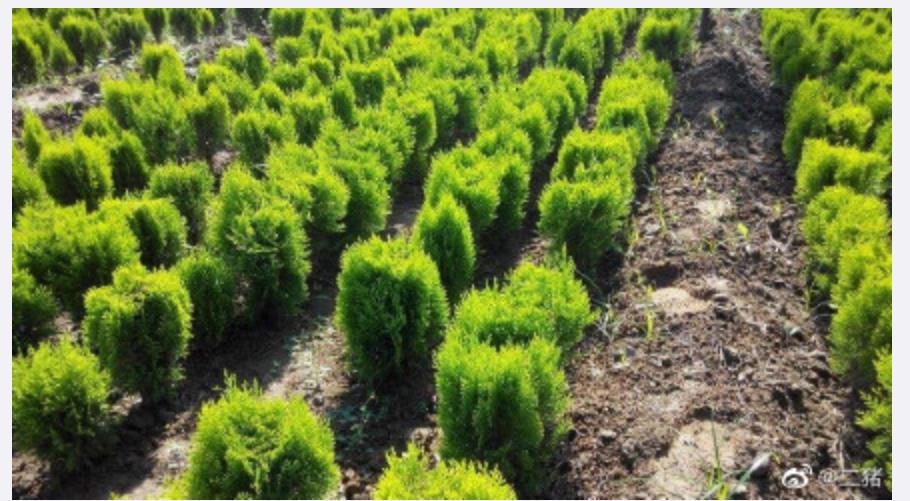 你知道十年可以改变什么事情吗?青山绿水和大批动物回归
