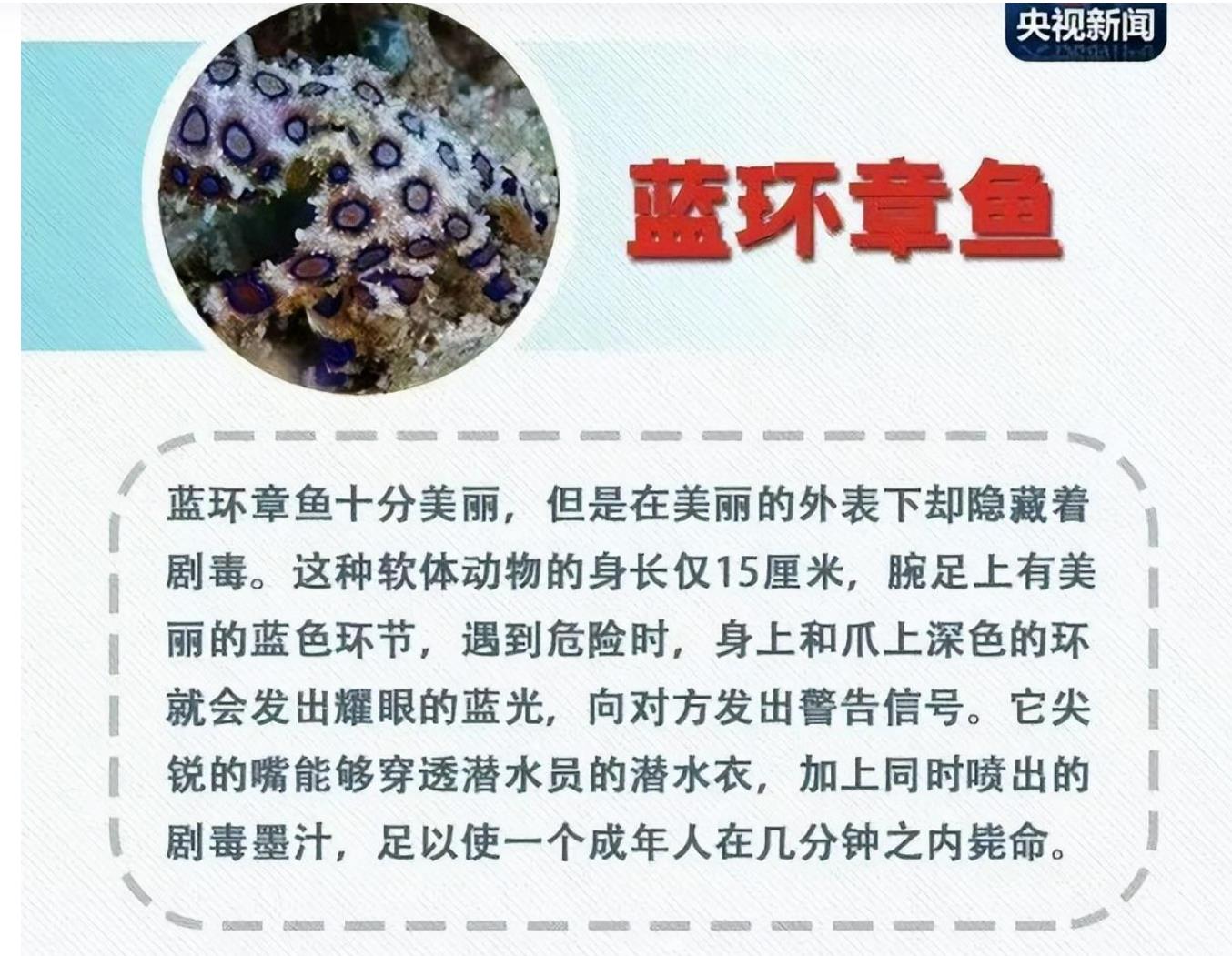 你知道什么是蓝环章鱼吗?网友吃火锅菜品中发现豹纹蓝圈