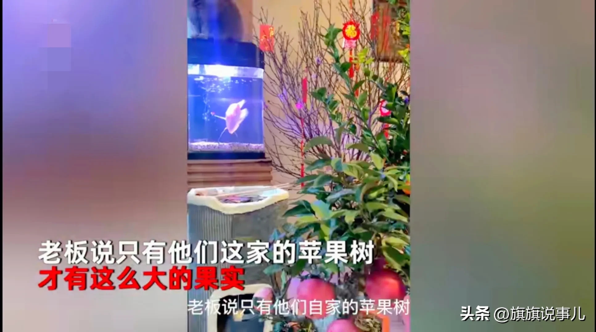 过年女子想讨个红火,花380元买到可拆卸苹果树真让人哭笑不得