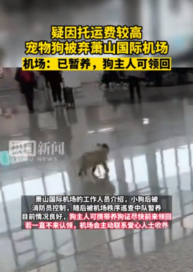 浙江杭州萧山机场回应:因托运太贵狗狗被主人就地遗弃不要了