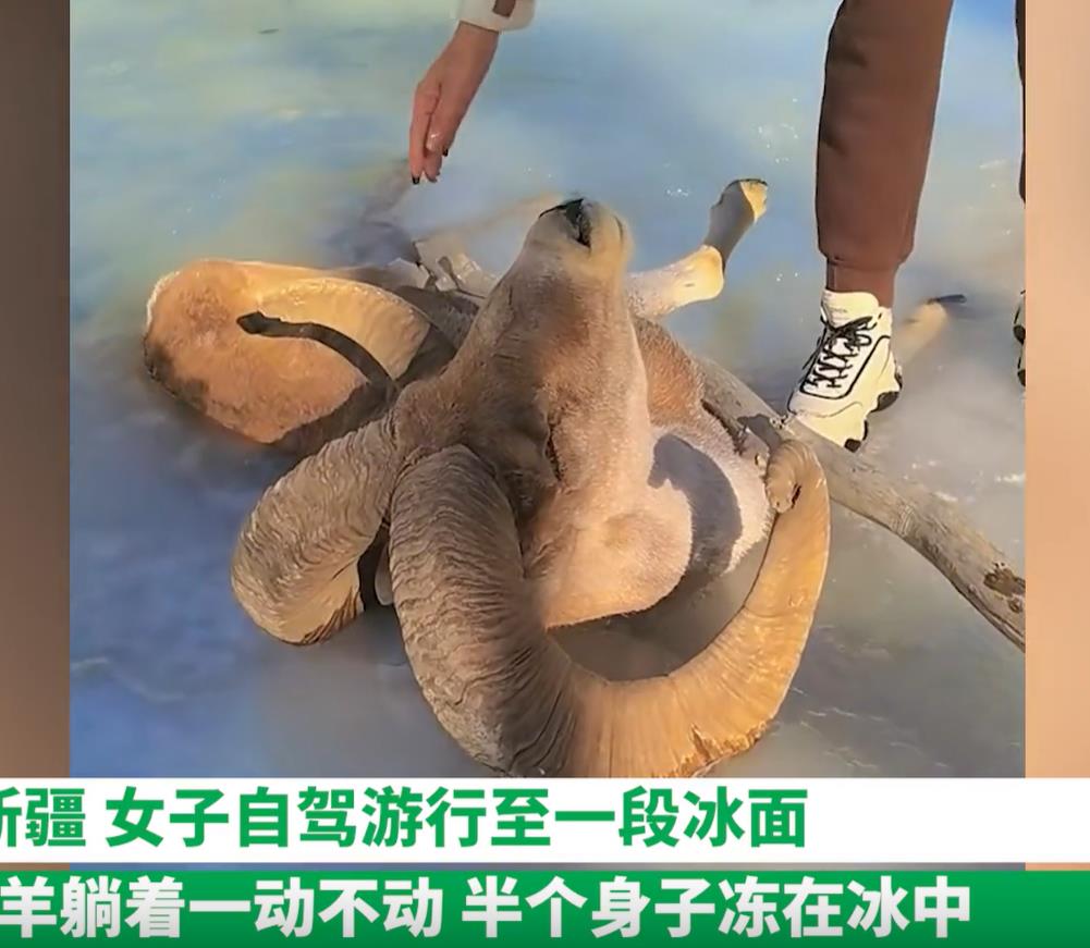 女子在河面抚摸冻僵羊头,网友急喊不要碰它后果很严重