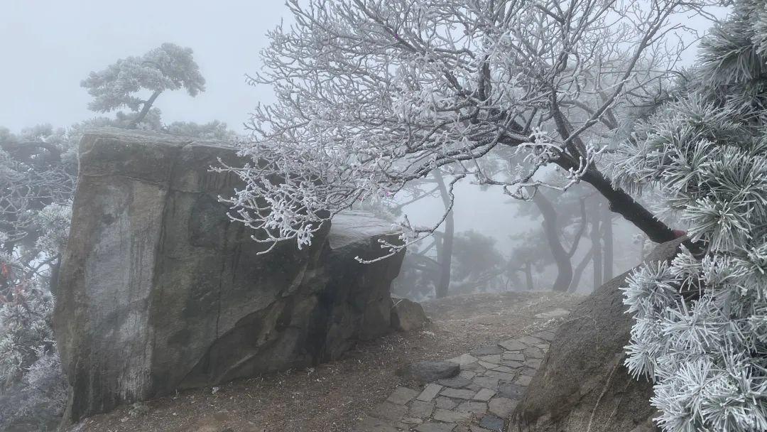 泰山之巅雨后现雾凇奇观太让人为之迷恋.玉树琼枝宛若仙境