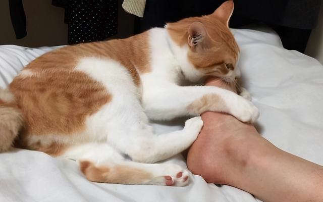 猫喜欢闻臭鞋的原因尽然是吃的太清淡,舔主人臭脚更有深意