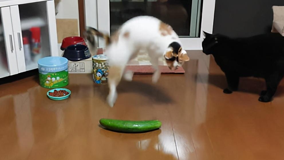 猫非常害怕黄瓜你知道吗?不信你现在可以试试哦.
