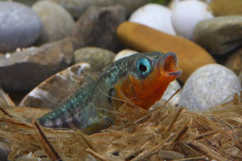 会筑巢顾家的鱼：让我们见识一下这些“家庭主妇”