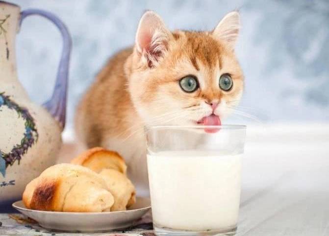 千万别逗小奶猫喝牛奶，稍有不慎就坏了肚子