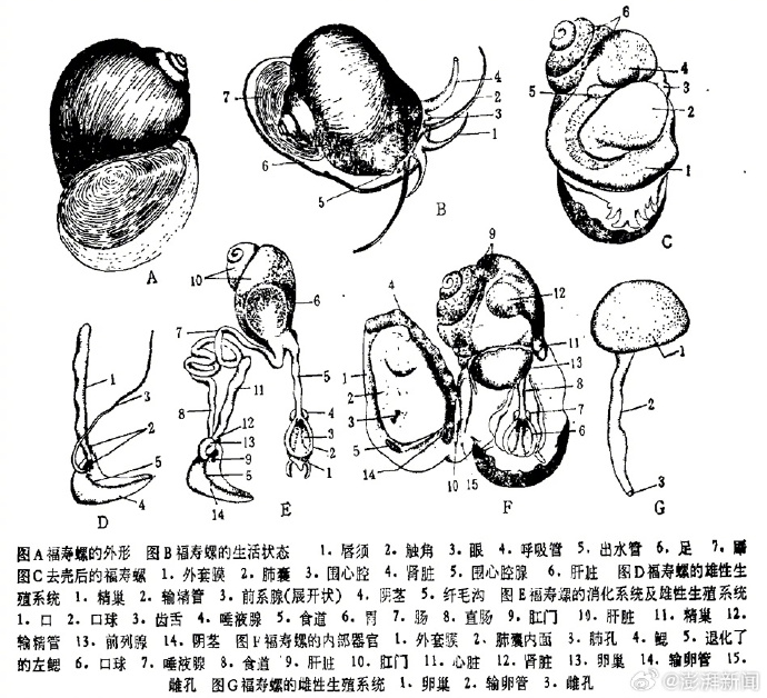 福寿螺伪装成田螺，暗访螺蛳肉产业链暗藏的风险