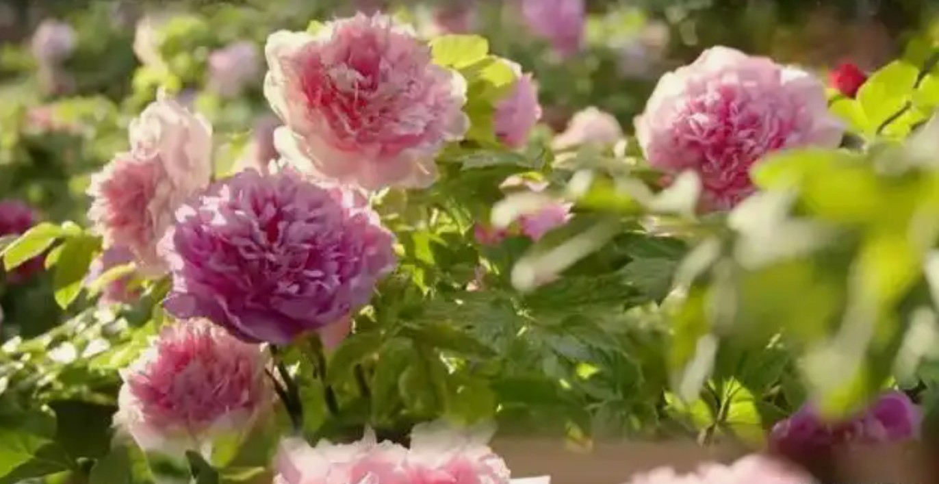 牡丹热潮席卷而来，花农喜迎《国色芳华》流量盛宴
