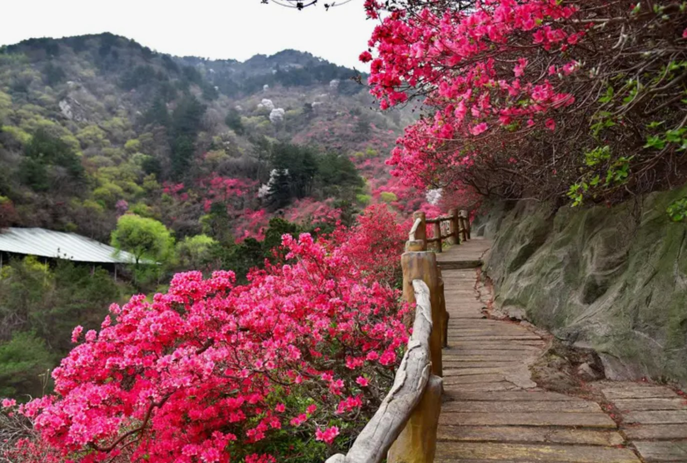 樱花虽错过---却邂逅别样花海，武汉黄陂2026春季游-美到心醉