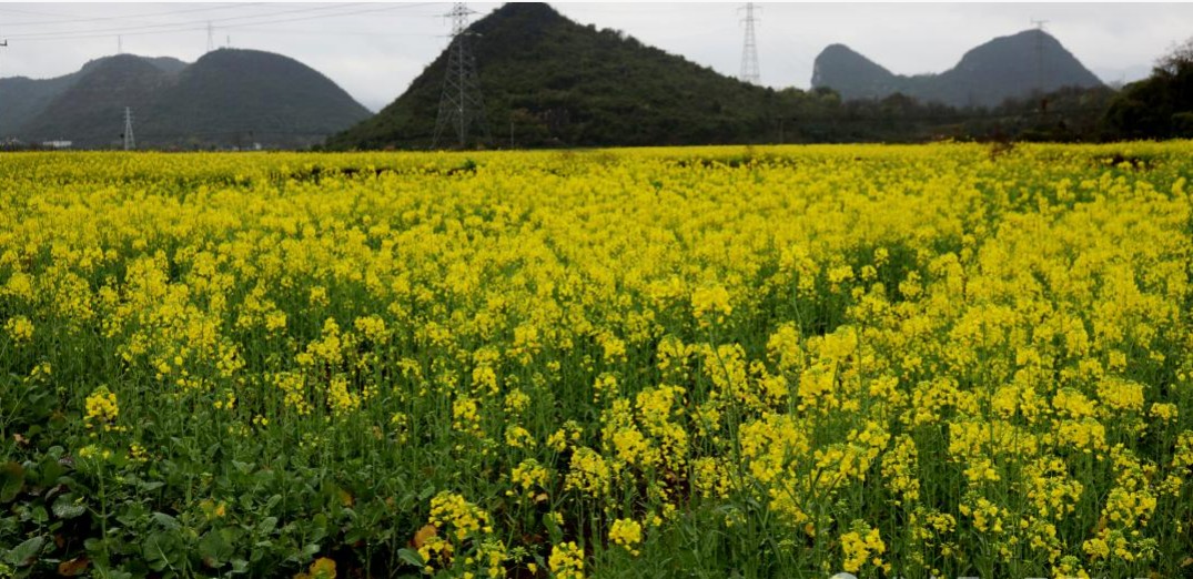 兴安油菜花“炸”成金色海洋，田园风光美到犯规！