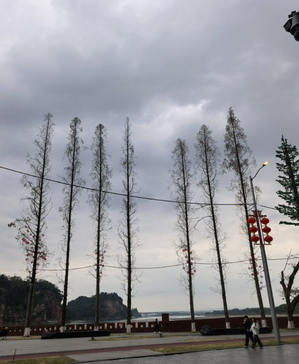 乐山“世界会客厅”杉树从“丑小鸭”逆袭成“白天鹅”没？